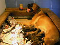 F wurf von Galovica - 10 06 2016