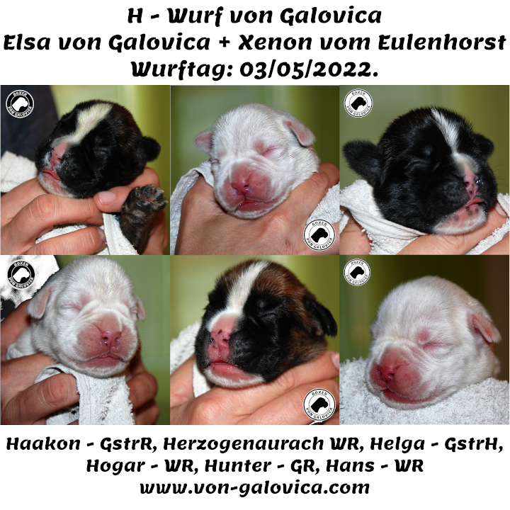 H-litter von Galovica